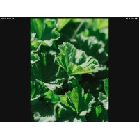 50 Anemia dog biscuits buy 2 bags get 1 bag free