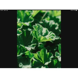 50 Anemia dog biscuits buy 2 bags get 1 bag free