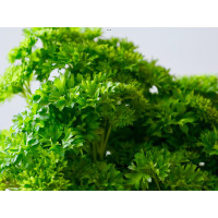 50 Liver disease dog biscuits buy 2 bags get 1 bag free