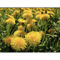 50 canine (CKD) kidney disease dog biscuits buy @ bags get 1 bag free