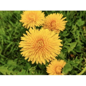 50 X DOG BISCUITS CHICKORY ROOT DANDELION TURMERIC & TUNA FISH BUY 2 GET 1 FREE