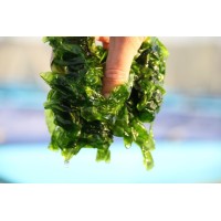 50 X DOG BISCUITS TUNA SALMON SEA LETTUCE & RAPESEED DOG BISCUITS BUY 2 BAGS GET 1 FREE