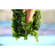 50 X DOG BISCUITS TUNA SALMON SEA LETTUCE & RAPESEED DOG BISCUITS BUY 2 BAGS GET 1 FREE